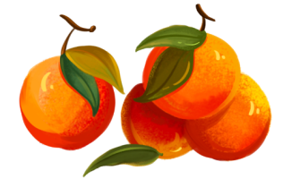 【苏州】西山橘子采摘---进园畅吃，可外带3斤，仅售19.9元！！（儿童1.4米以下免费）
